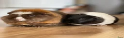Guinea Pig rodents for sale: 2 Female Guinea Pigs in Littlehampton - Advert 1