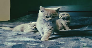 British Shorthair cats - Advert 13