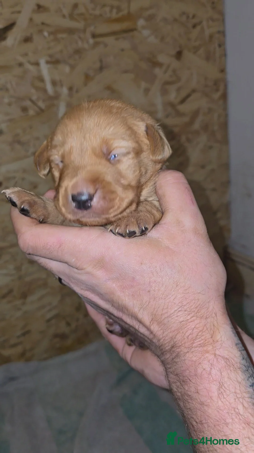 Labrador Retriever dogs for sale: 5 labrador puppies  - Advert 12