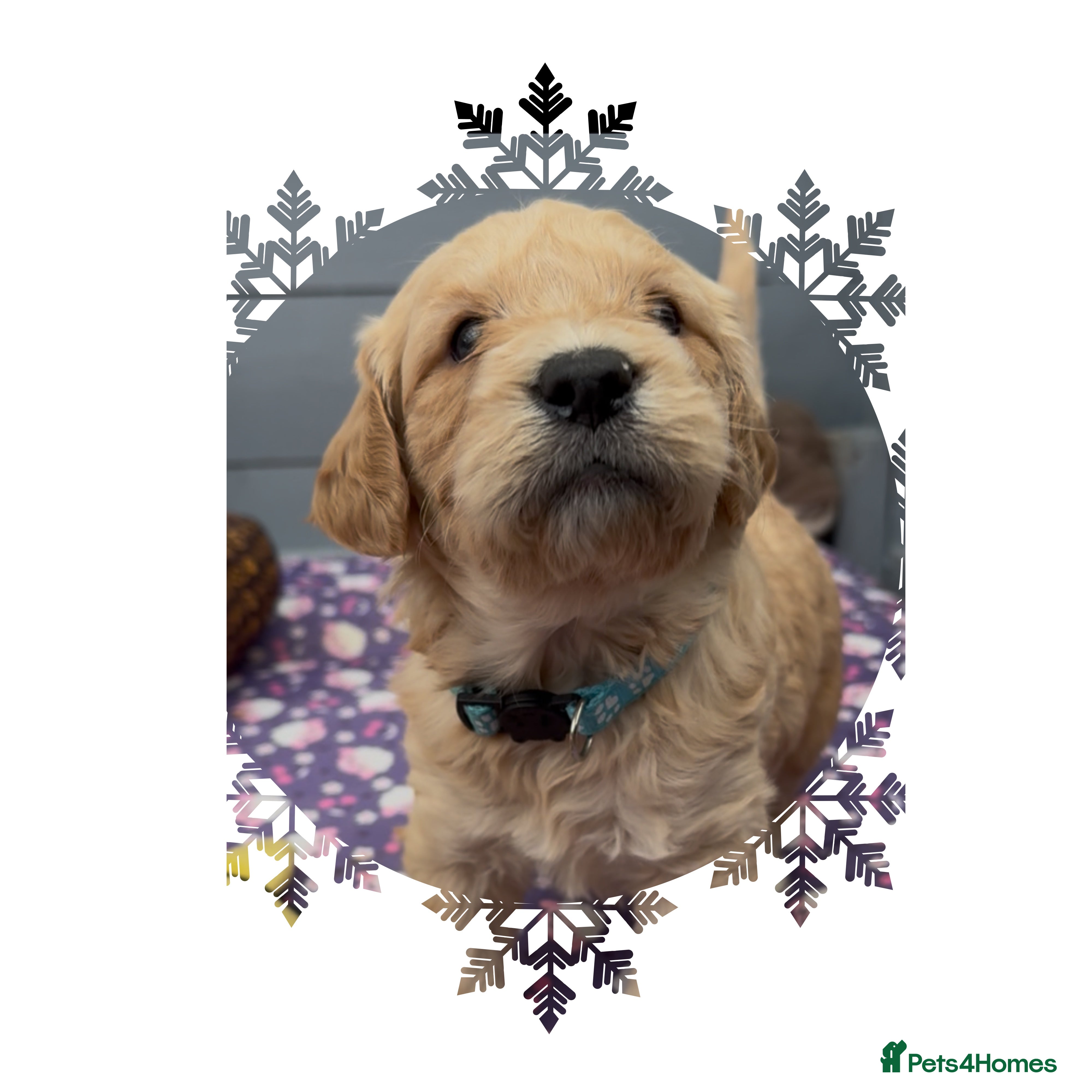 Mini Goldendoodle dogs Beautiful F1 Miniature Goldendoodle Puppies  - Advert 1