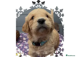 Mini Goldendoodle dogs Beautiful F1 Miniature Goldendoodle Puppies - Advert 5