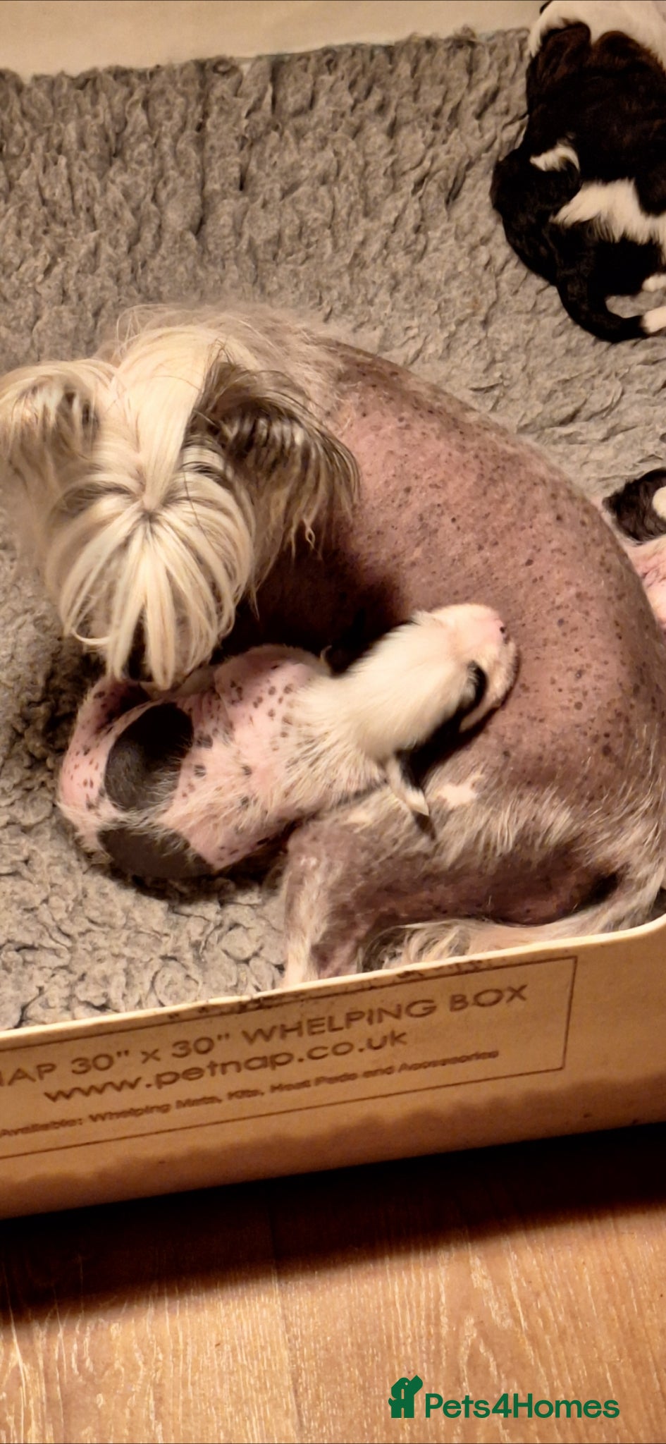 Chinese Crested dogs Chinese crested puppies kc - Advert 1