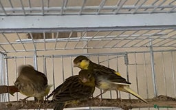 Canaries birds for sale: 5 canaries  - Image 4