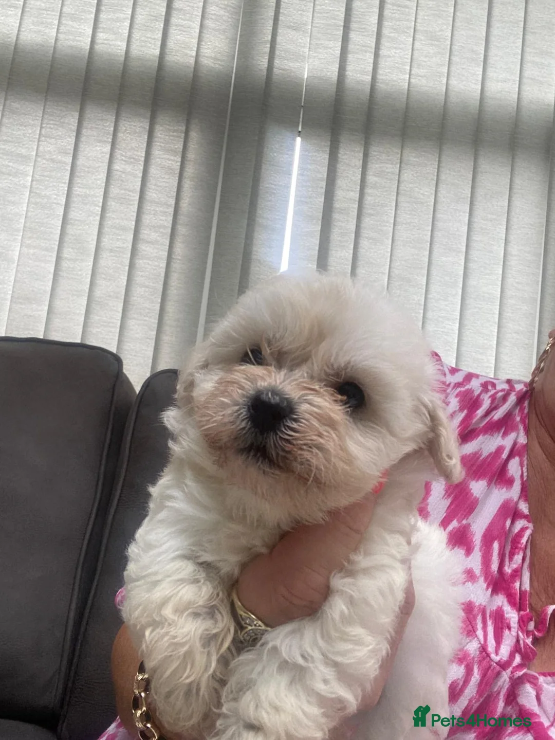 Maltipoo dogs for sale: Multipoo - Advert 2