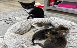 Mixed Breed cats for sale: 2 Adorable Boy Kittens for sale - Image 8