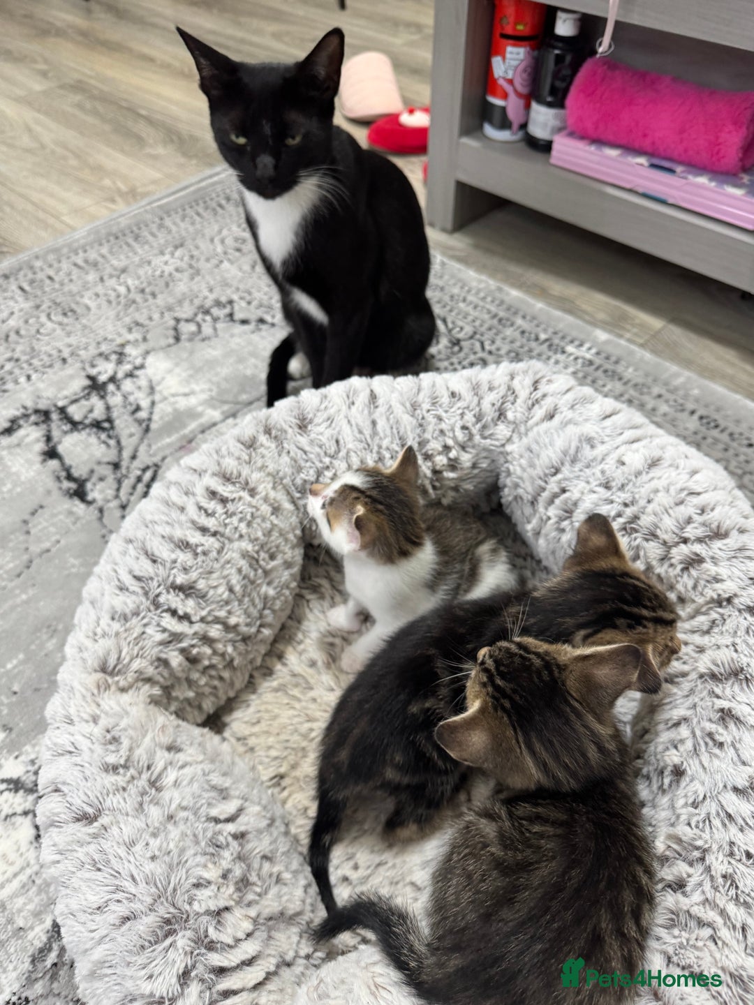 Mixed Breed cats for sale: 2 Adorable Boy Kittens for sale - Image 8