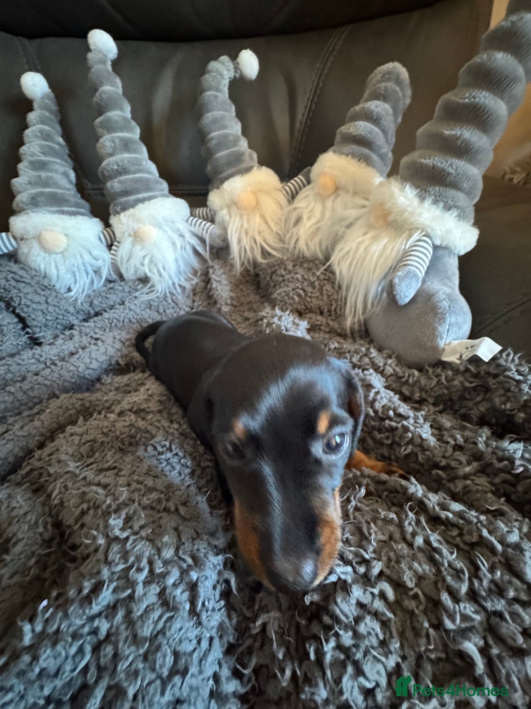 Dachshund dogs for sale: 3 Dachshunds will be ready for  **  - Advert 11