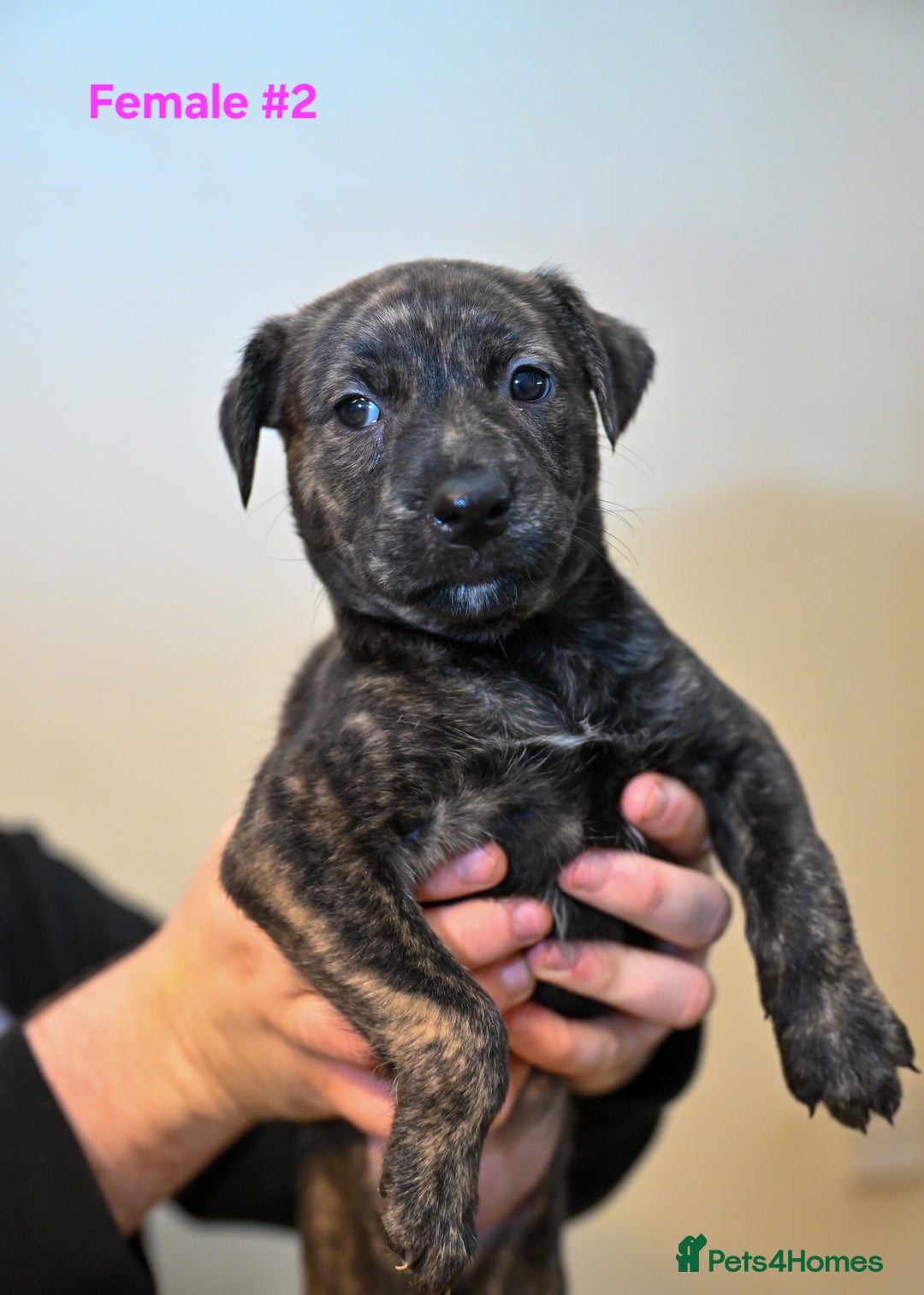 Mixed Breed dogs for sale: 5 Female Bull Lurcher Puppies for Sale - Advert 7
