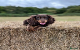 Cocker Spaniel dogs for stud: working Cocker stud in Ashbourne - Image 1