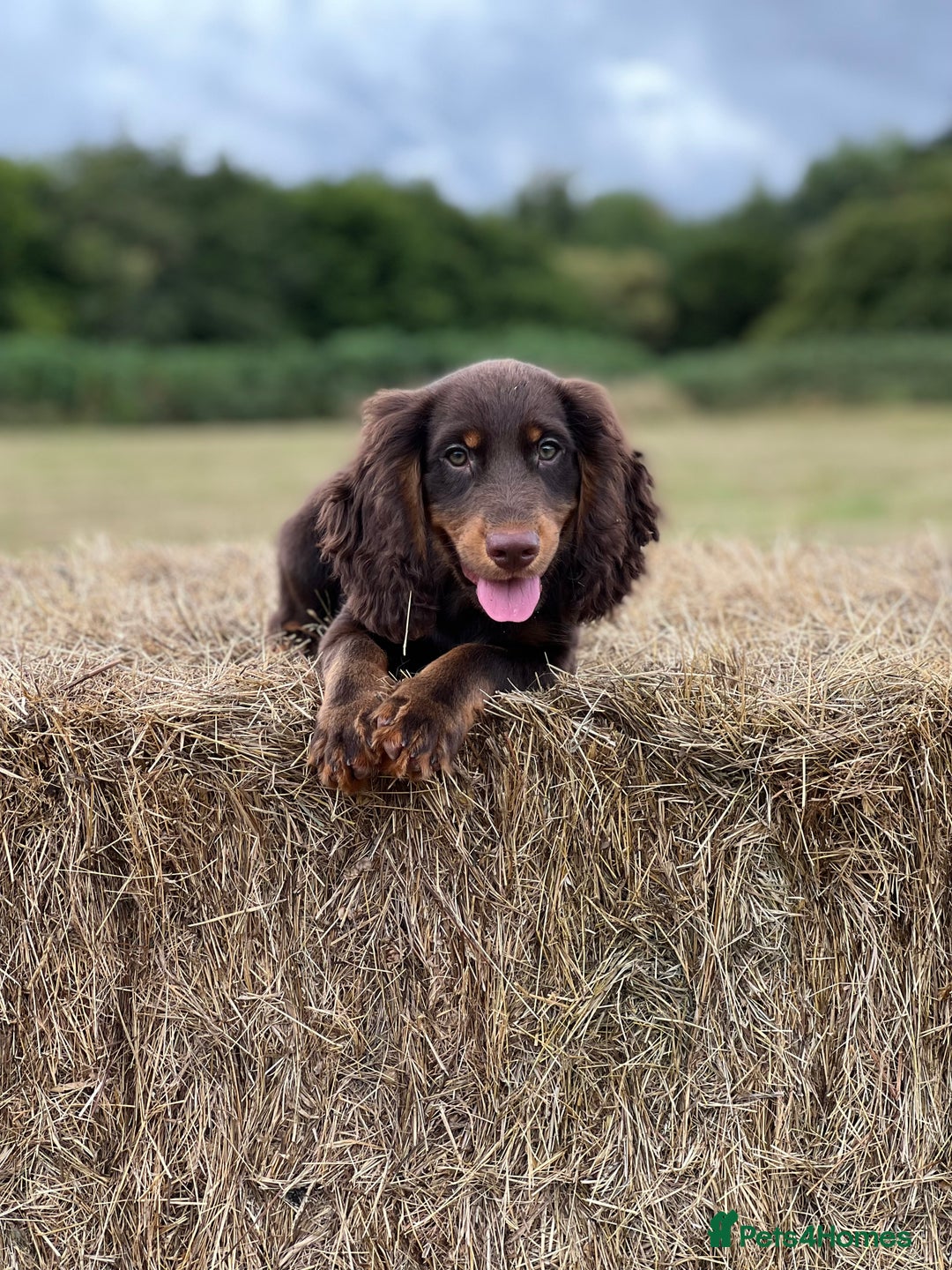 Cocker Spaniel dogs for stud: working Cocker stud in Ashbourne - Image 1