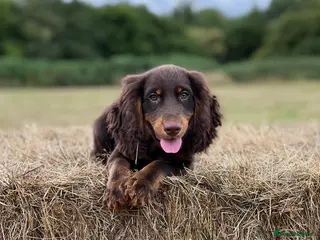 Cocker Spaniel dogs working Cocker stud in Ashbourne - Advert 6