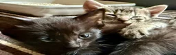 Mixed Breed cats for sale: Beautiful Litter of Playful Kittens, Siamese Cross - Advert 15