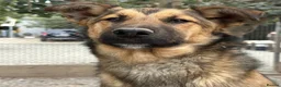 Mixed Breed dogs for adoption: Ted (German Shepherd mix) in Chesterfield - Advert 7
