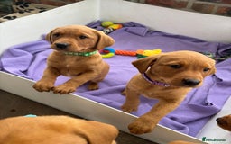 Labrador Retriever dogs for sale: Beautiful KC Fox Red Labrador Puppies - Image 22