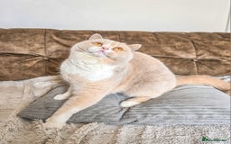 British Shorthair cats for sale: Retired fawn tortie + white British Shorthair  - Image 11