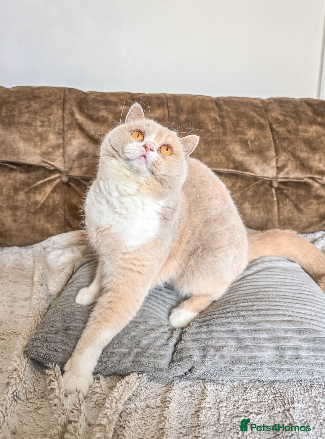 British Shorthair cats for sale: Retired fawn tortie + white British Shorthair  - Image 11