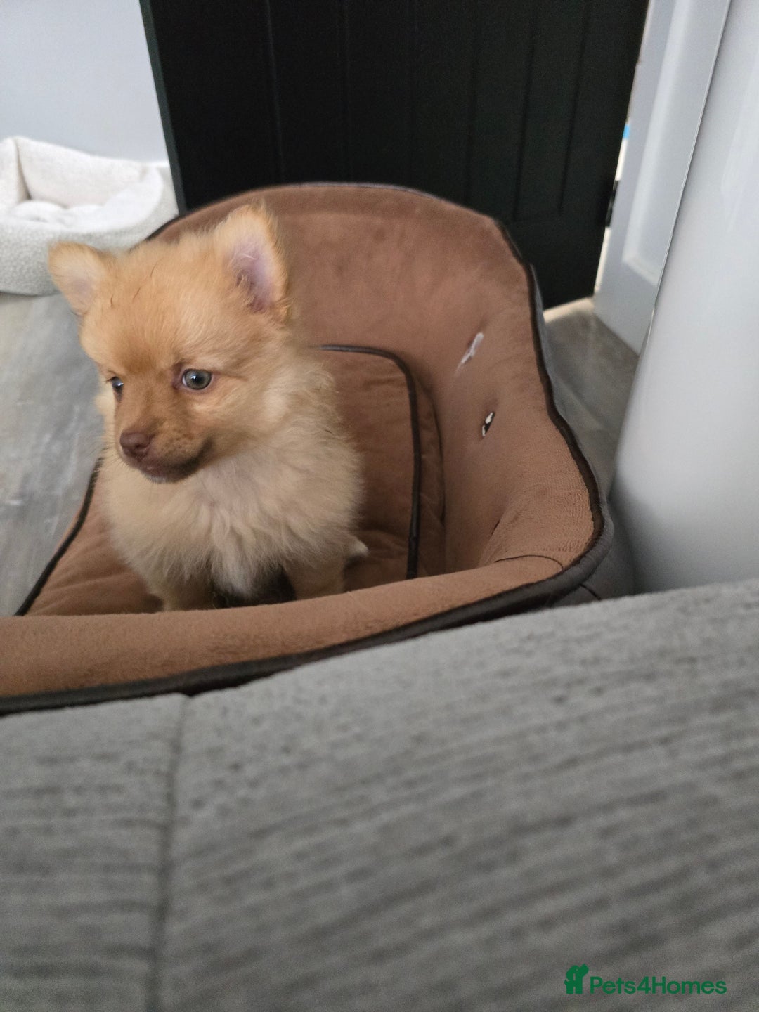 Pomeranian dogs for sale: Adorable pomeranian puppy - Image 2