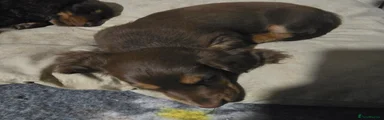Miniature Dachshund Puppy 3