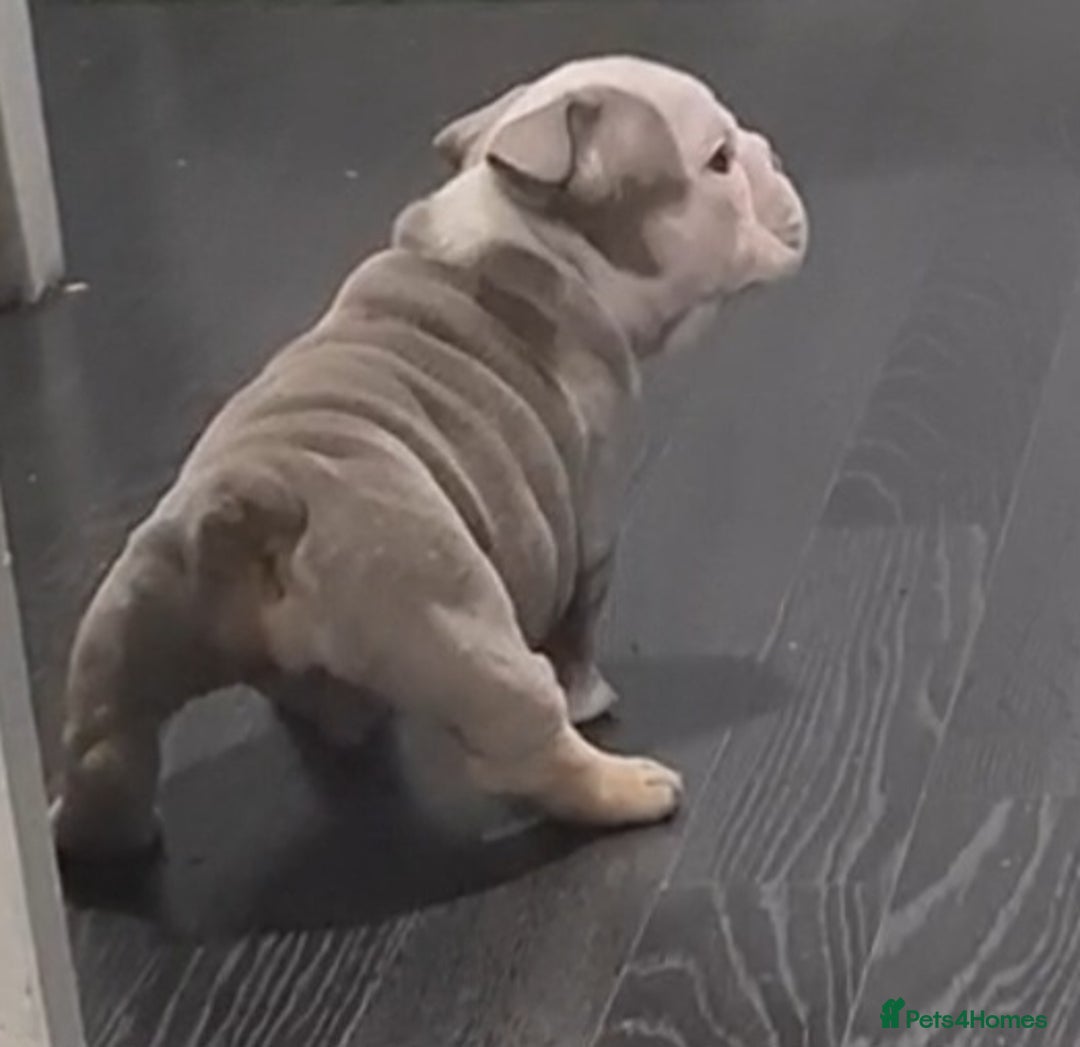 English Bulldog dogs for sale: Kc reg British bulldogs  - Image 7