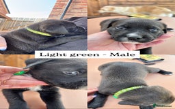 Mixed Breed dogs for sale: Labrador cross pups for sale (staffadors) - Image 4