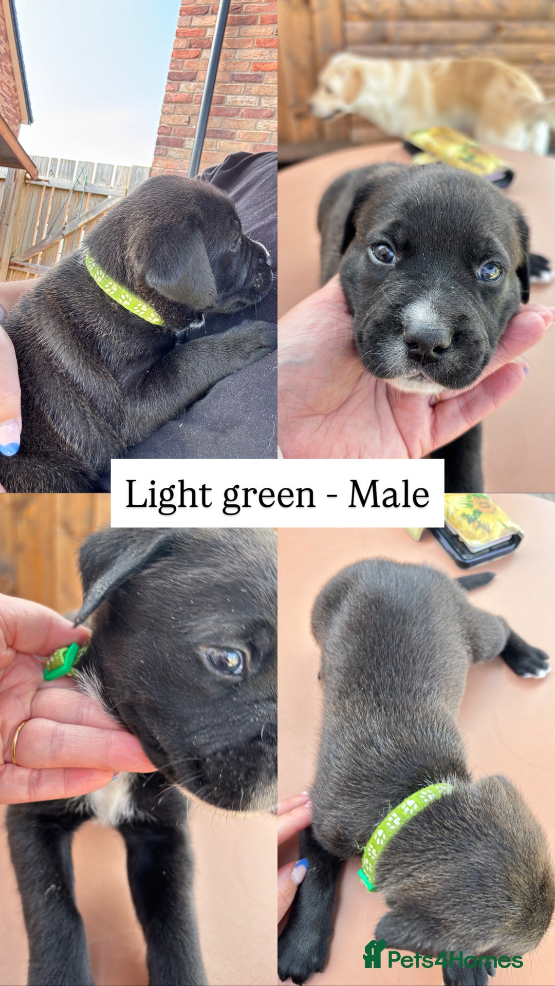 Mixed Breed dogs for sale: Labrador cross pups for sale (staffadors) - Image 4