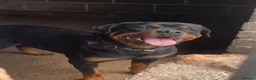 Rottweiler dogs for sale: Rottweiler puppies for sale in Oldbury - Advert 3