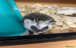 Pygmy Hedgehog rodents for sale: Stunning super friendly hoglets ready now!  - Image 6