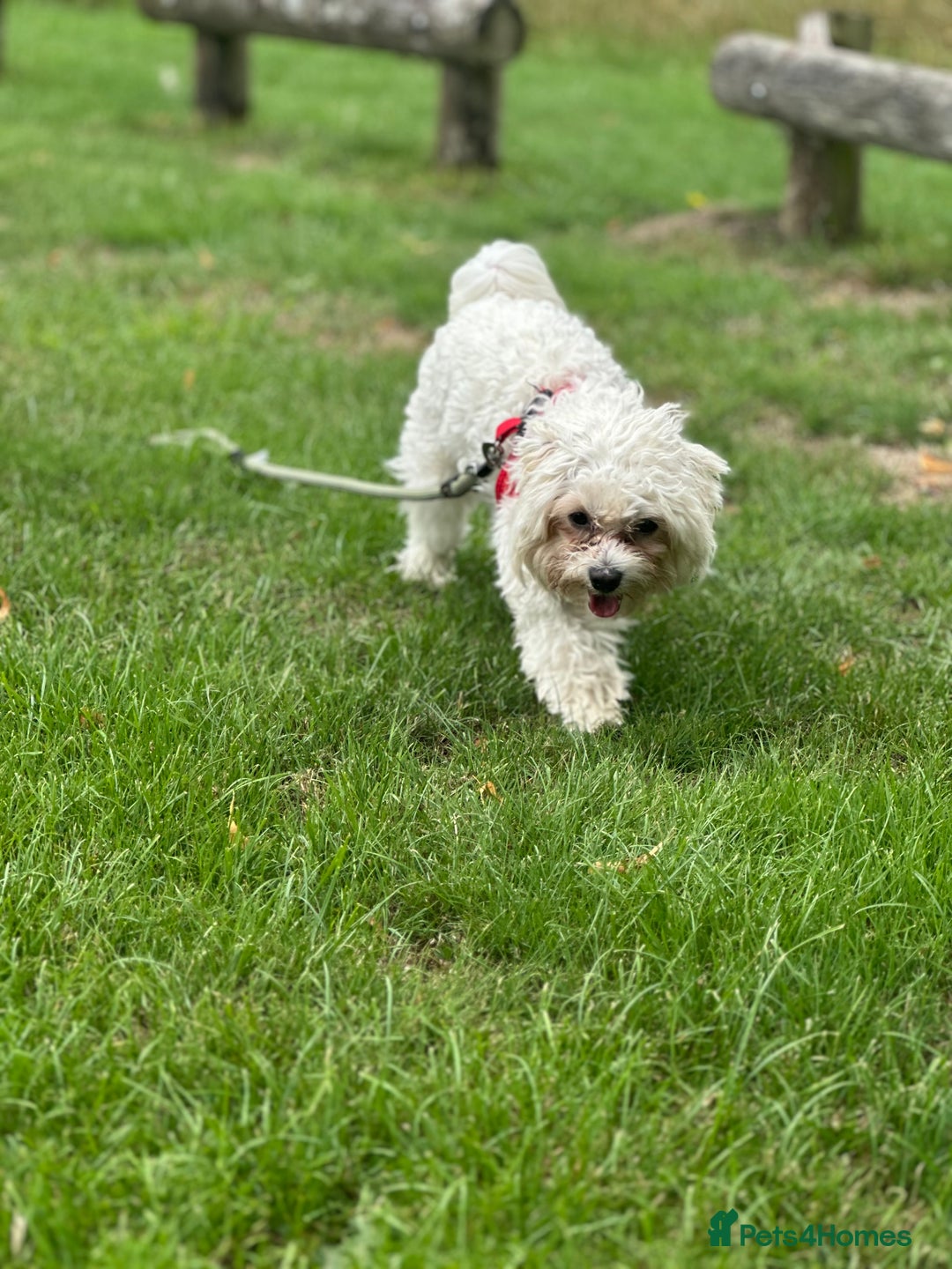 Bichon Frise dogs for sale: Two small Bichon Frise ready for their new home - Image 4