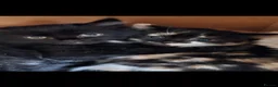 Mixed Breed cats for sale: 2 kittens in Oxford - Advert 9