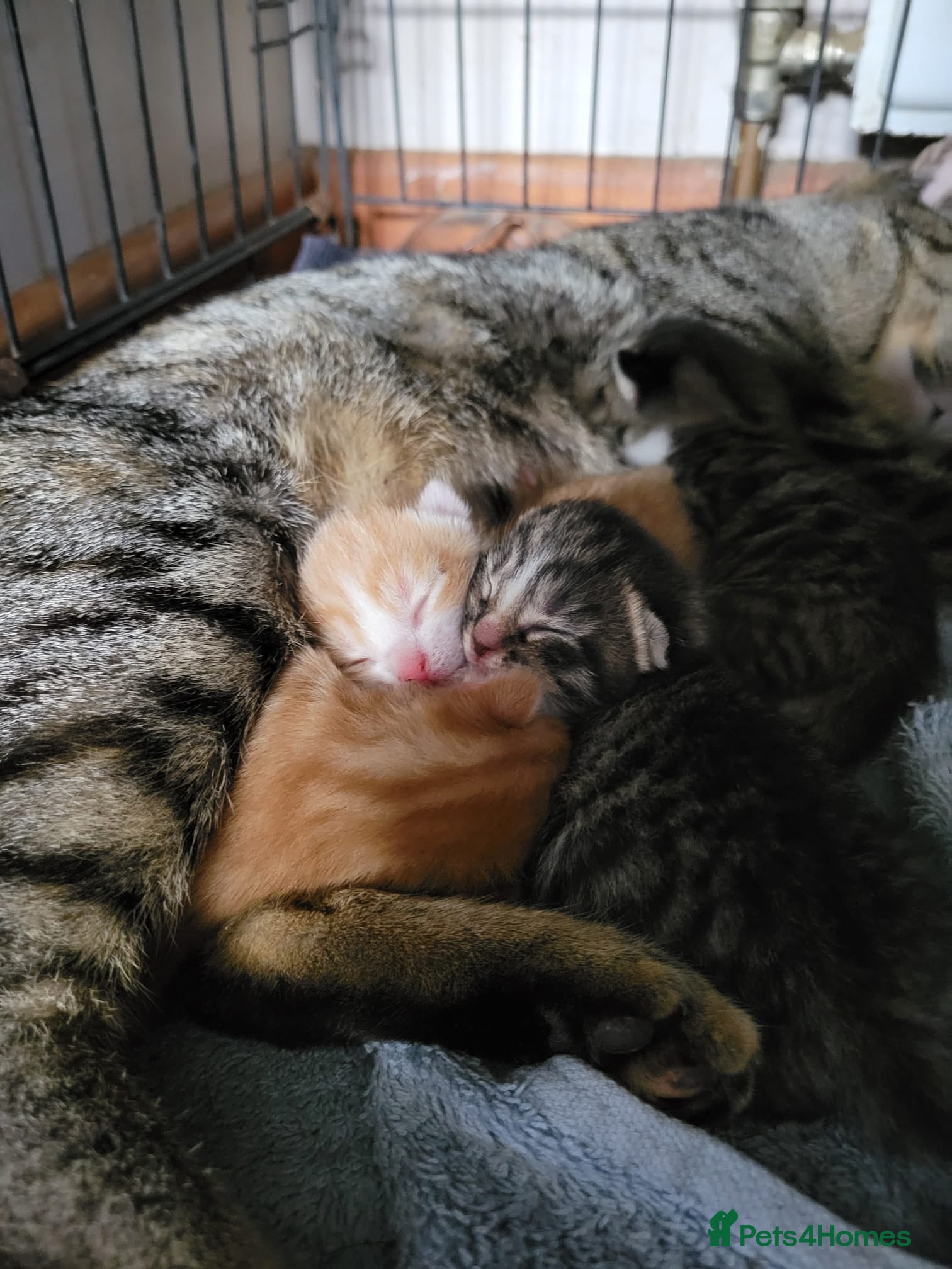 Mixed Breed cats KITTENS ALL READY TO GO  - Advert 3