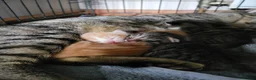 Mixed Breed cats for sale: KITTENS ALL READY TO GO  - Advert 1