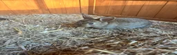 Mixed Breed rabbits for sale: Baby rabbits - Advert 3
