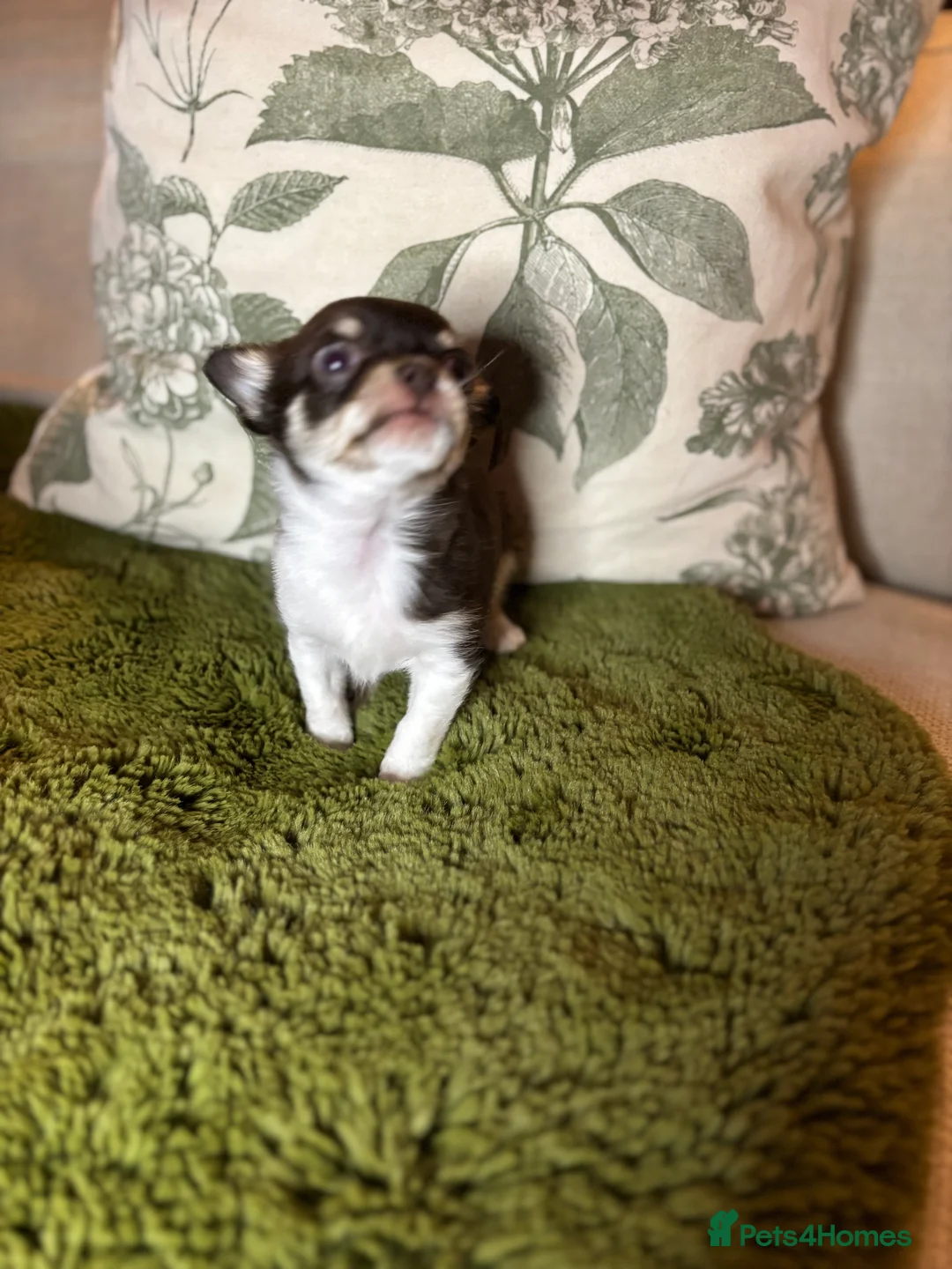 Chihuahua dogs for sale: Chocolate chihuahua boys ready now  - Advert 7