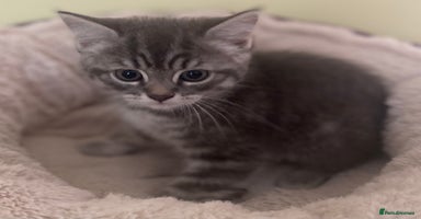 Mixed Breed cats - Advert 8