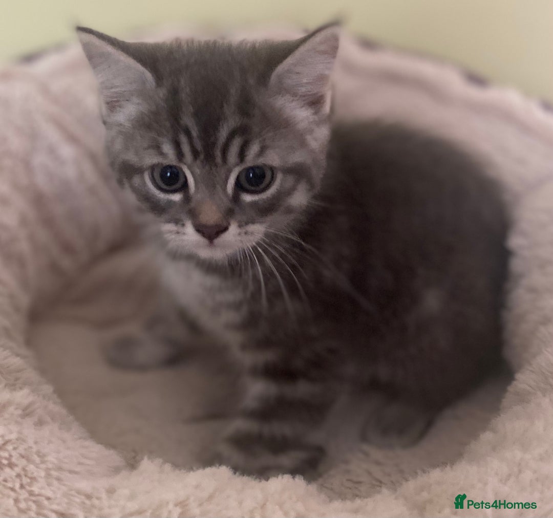 Mixed Breed cats for sale: Beautiful kittens available  - Image 3