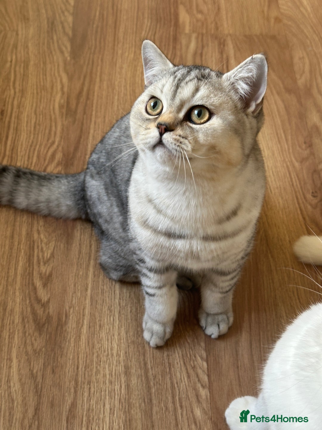 British Shorthair cats for sale: Gorgeous British Longhair & Shorthair Kittens - Advert 13