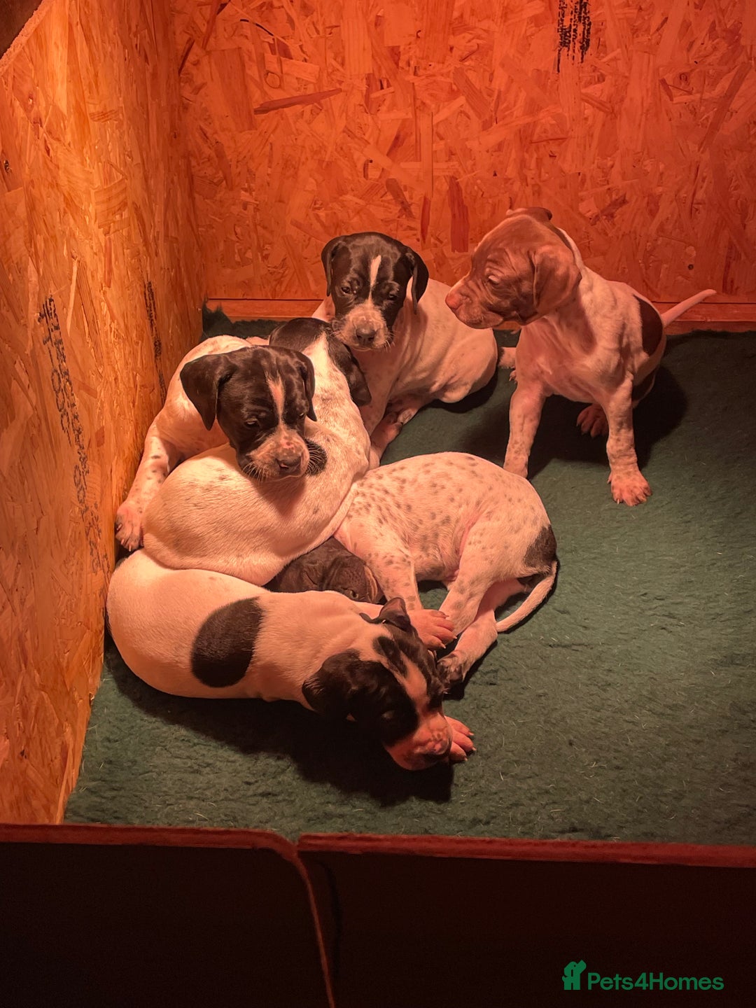 Pointer dogs for sale: Pointer Puppies for sale  - Advert 8