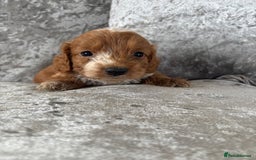 Cockapoo dogs for sale: Gorgeous babies 🥰 - Image 7