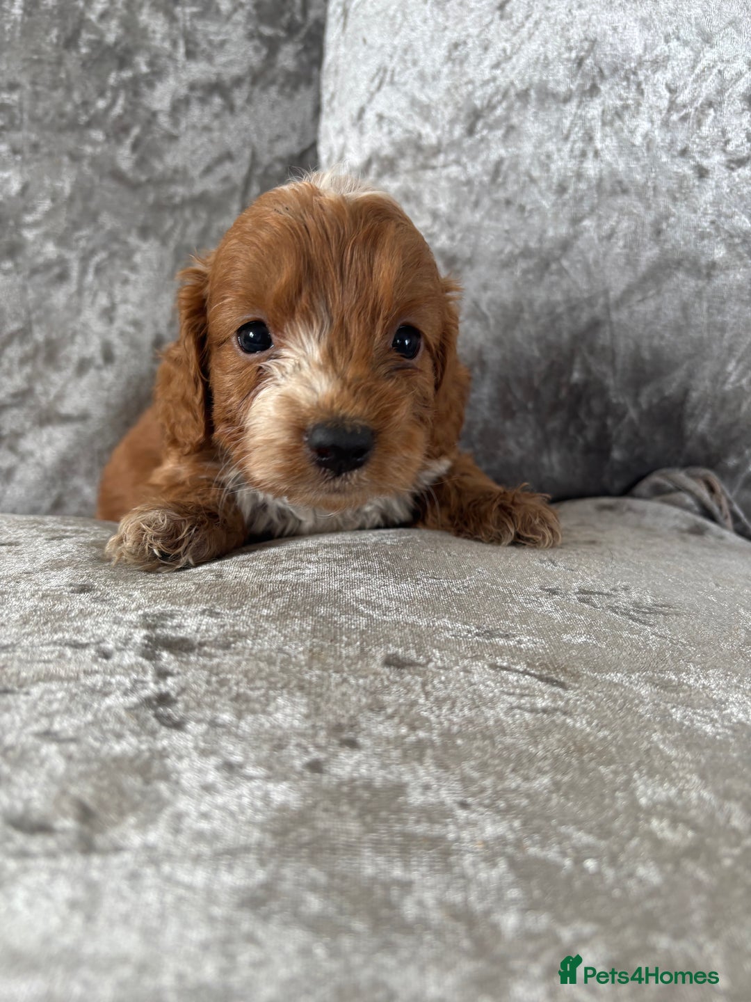 Cockapoo dogs for sale: Gorgeous babies 🥰 - Image 7