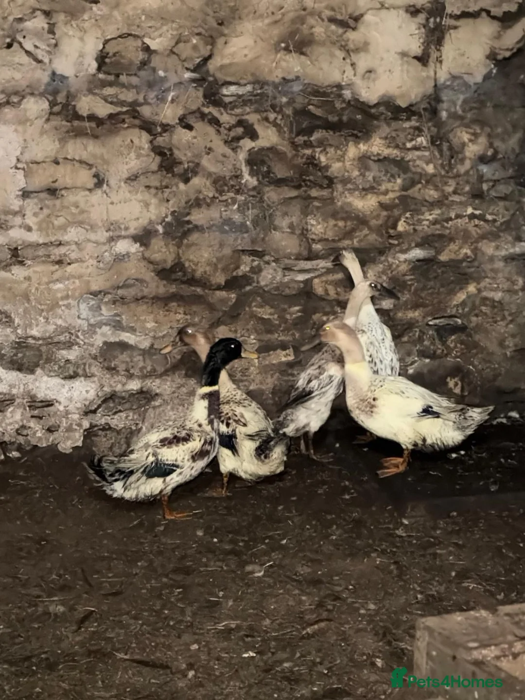 Chickens poultry for sale: POL hens and ducks - Advert 25