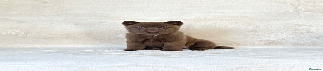 Puppy 6