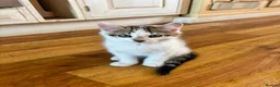 Mixed Breed cats for sale: White and tabby hugely friendly kittens for sale - Advert 17