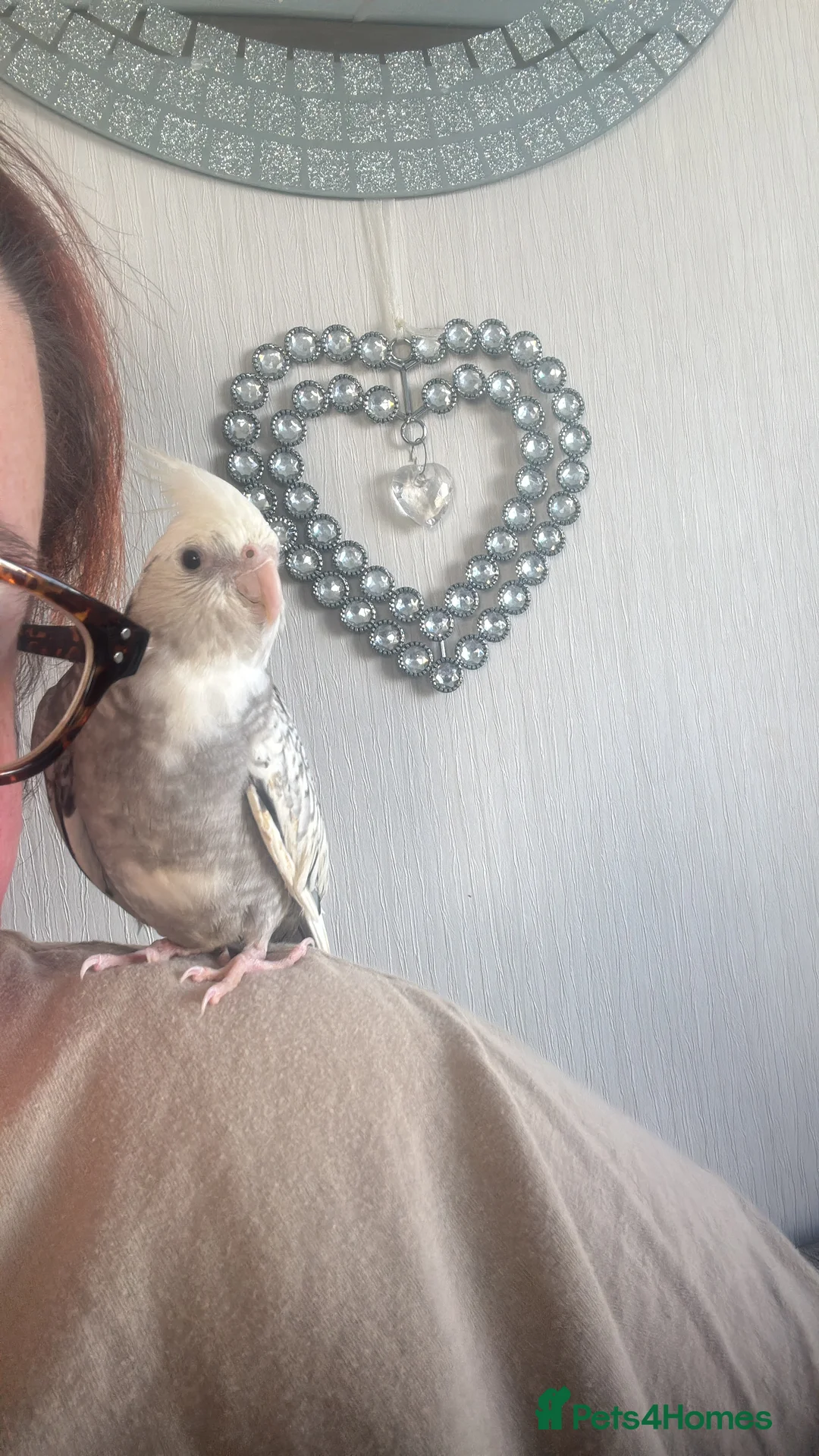 Cockatiels birds for sale: Male cockatiel  in Sheerness - Advert 5