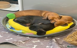 Miniature Dachshund dogs for sale: Mini smooth red dachshund girl - Image 4