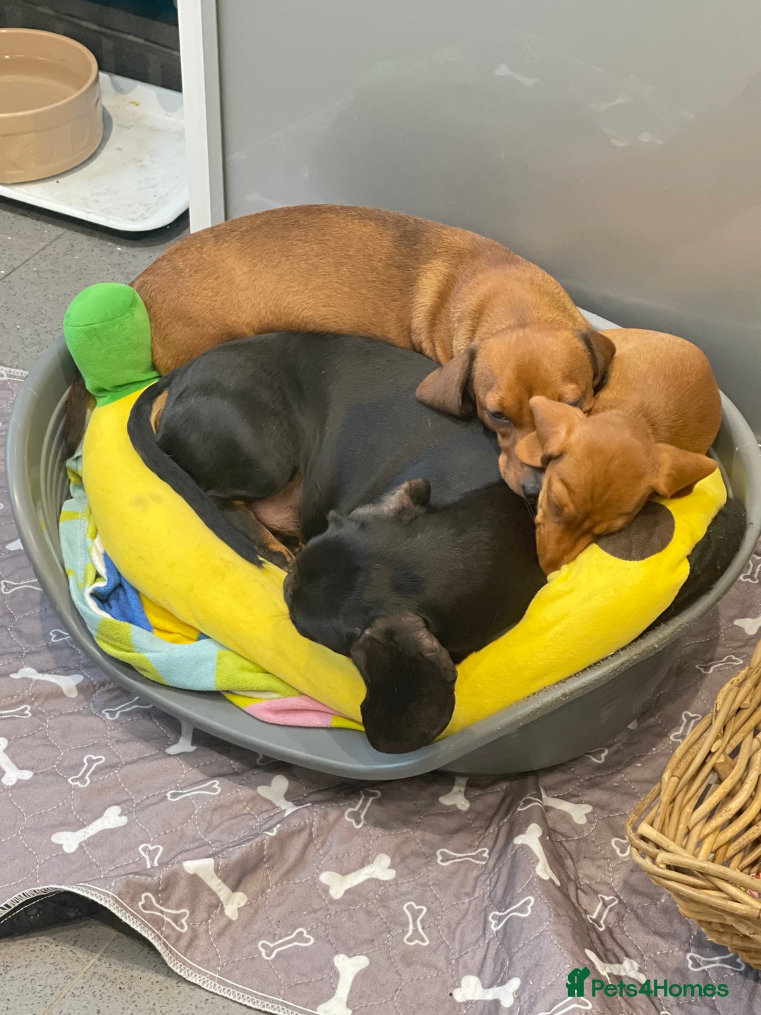 Miniature Dachshund dogs for sale: Mini smooth red dachshund girl - Image 4