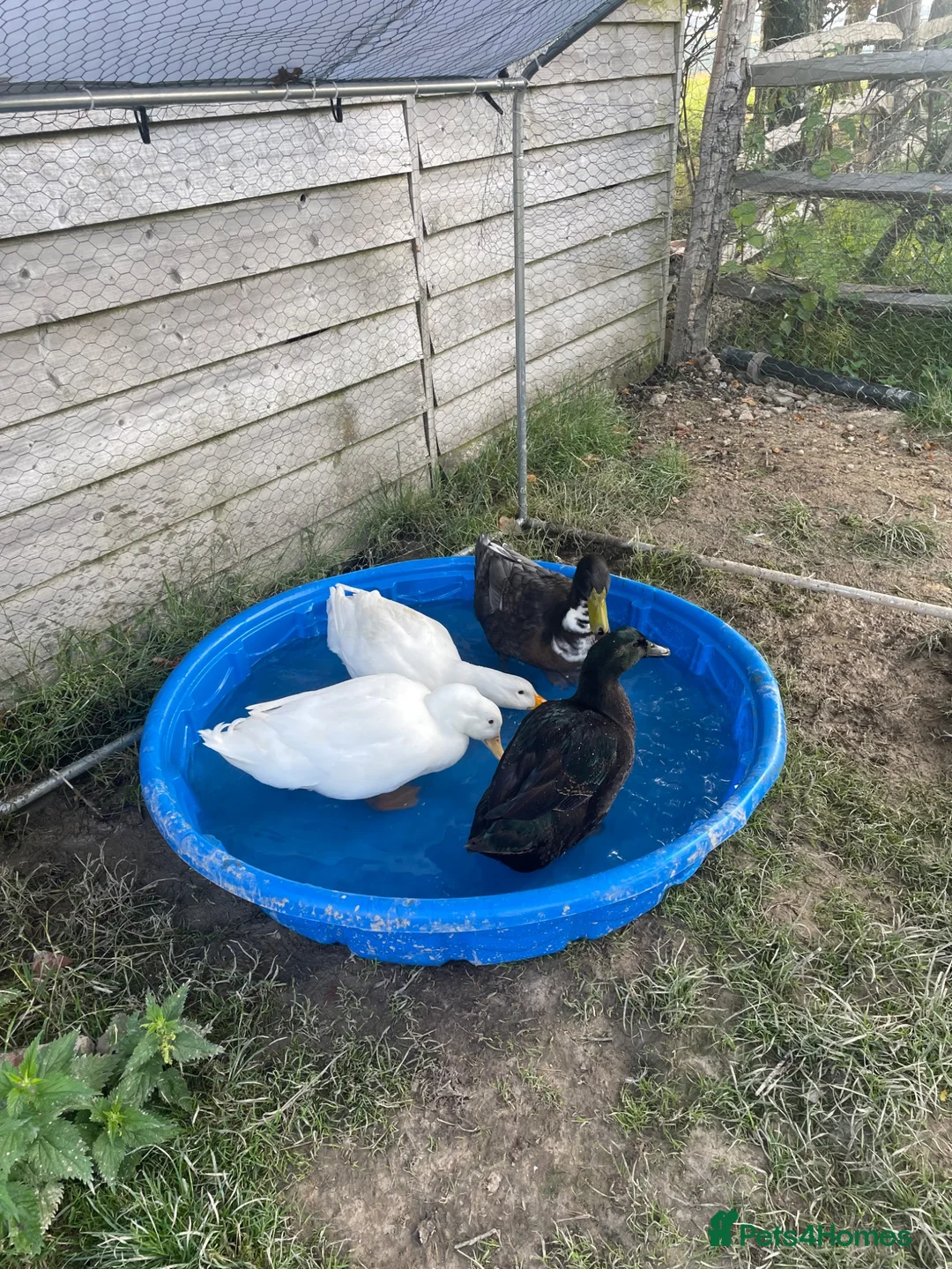 Ducks poultry for sale: 4 ducks for sale  - Advert 1