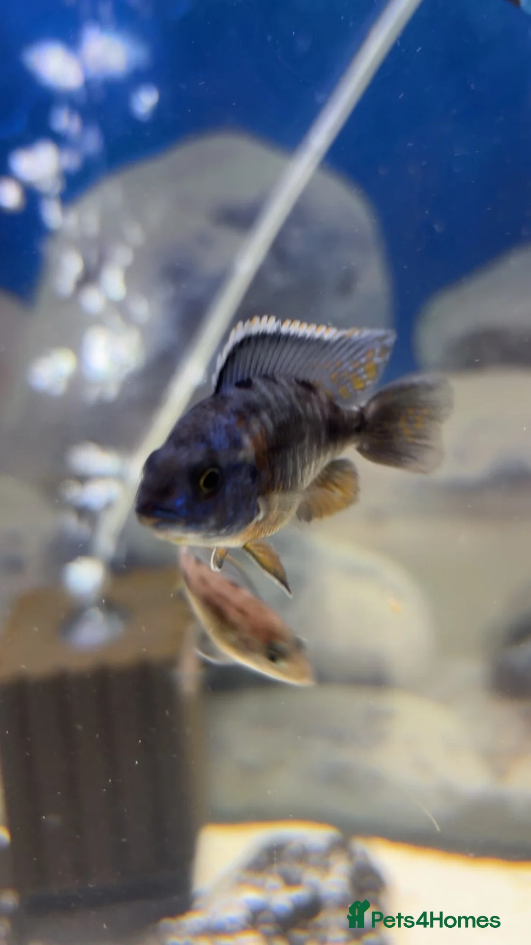 Cichlids fish for sale: Red sided and sulfur head cichlids  - Advert 2