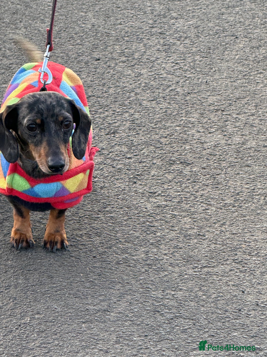 Miniature Dachshund dogs for sale: Adult Blue Dapple Boy - Advert 2