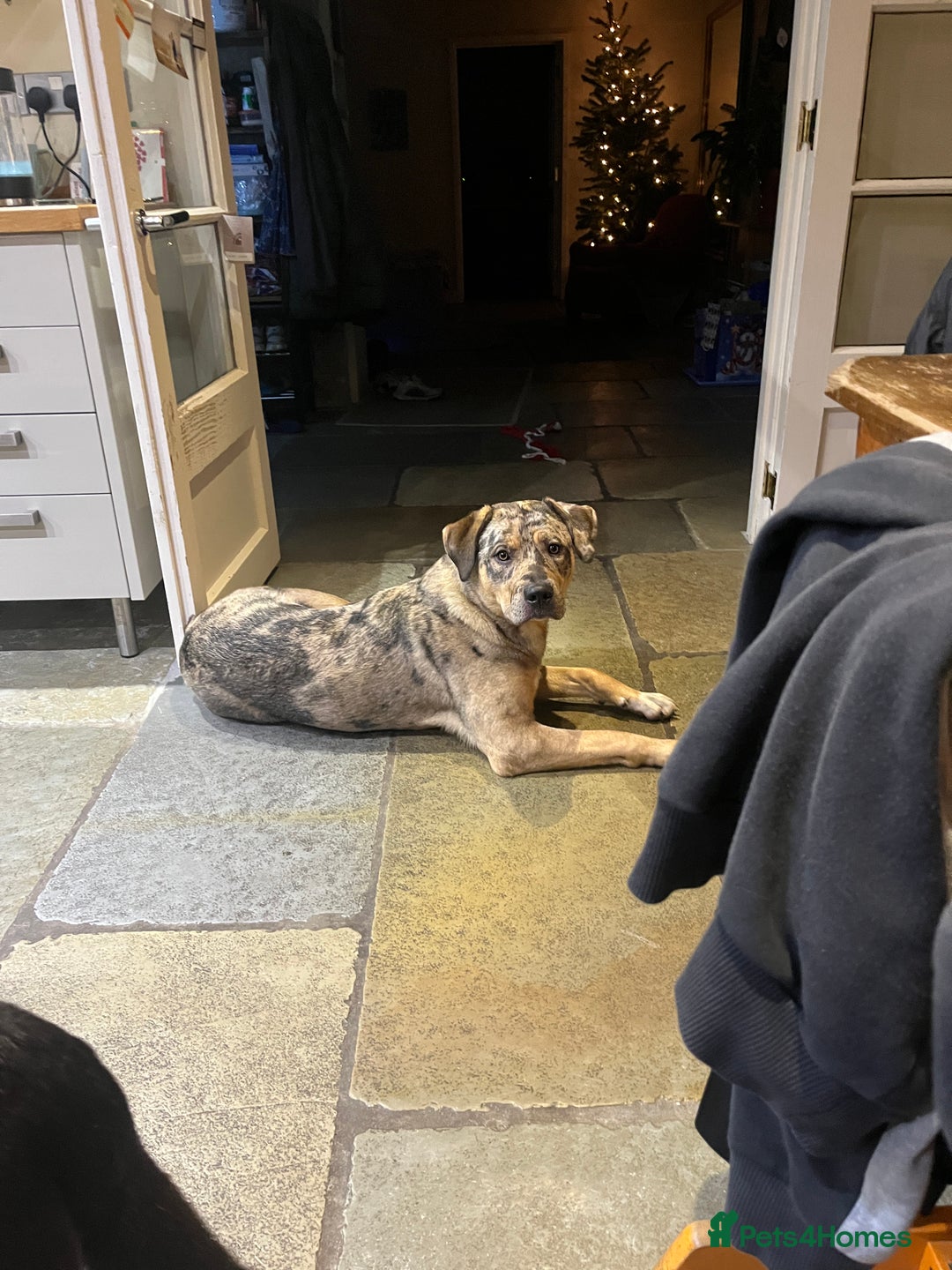 Mixed Breed dogs for sale: 1-year old mixed looking for forever home. - Advert 1