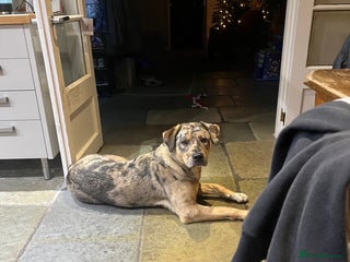 Mixed Breed dogs 1-year old mixed looking for forever home. - Advert 14